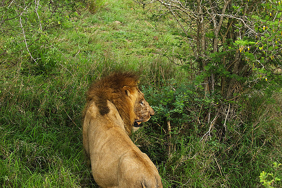 Lion Sands