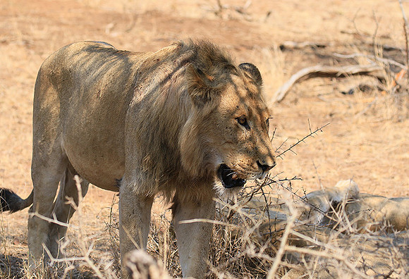 At Kruger NP