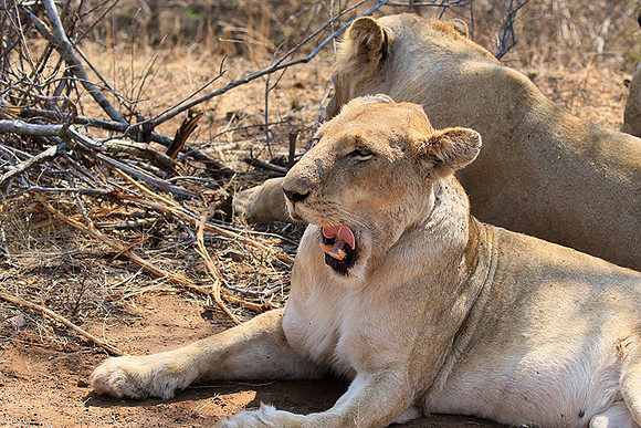 At Kruger NP