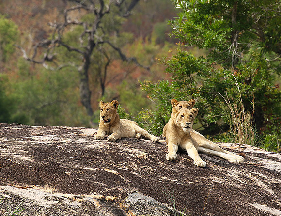 River pride at Mala Mala