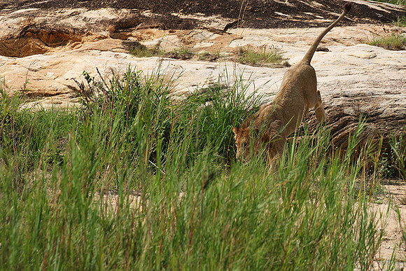 River pride at Mala Mala