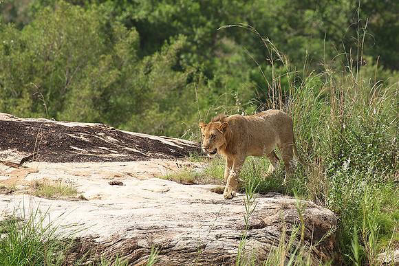 River pride at Mala Mala