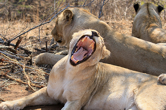 At Kruger NP