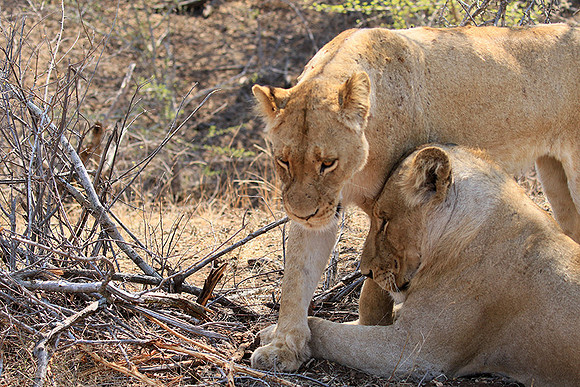 At Kruger NP