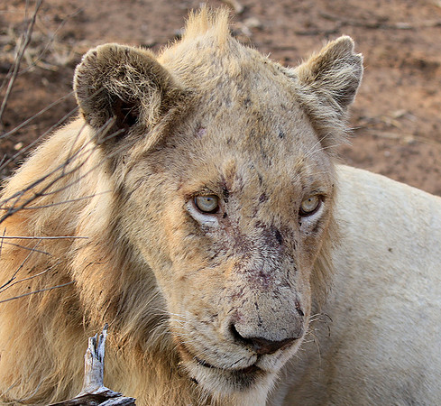 At Kruger NP