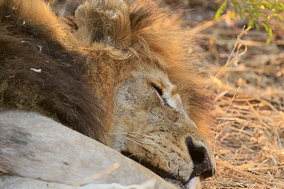 At Kruger NP