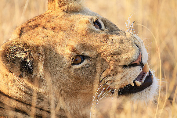 At Kruger NP
