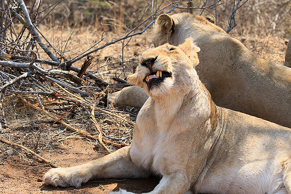 At Kruger NP