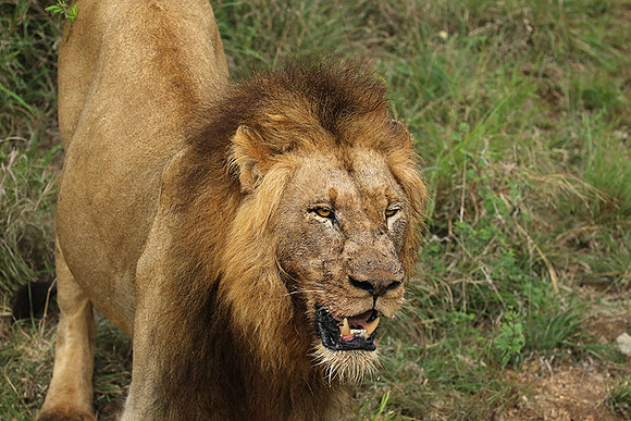 Lion Sands
