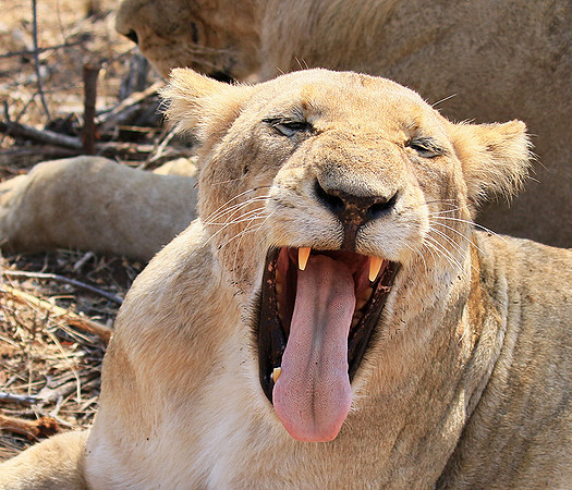 At Kruger NP