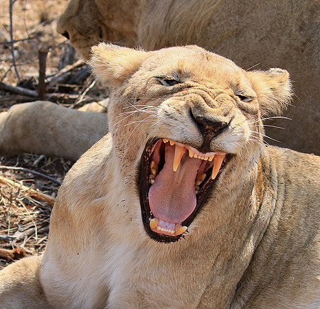 At Kruger NP