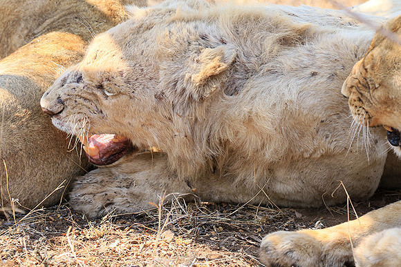At Kruger NP