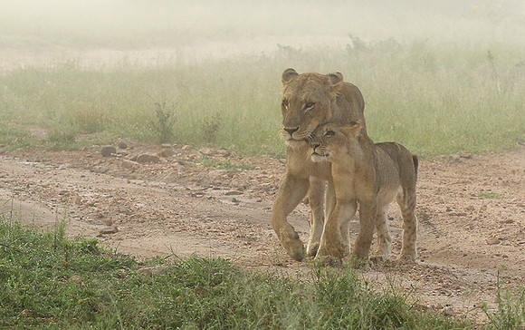 In the mist - At Londolozi