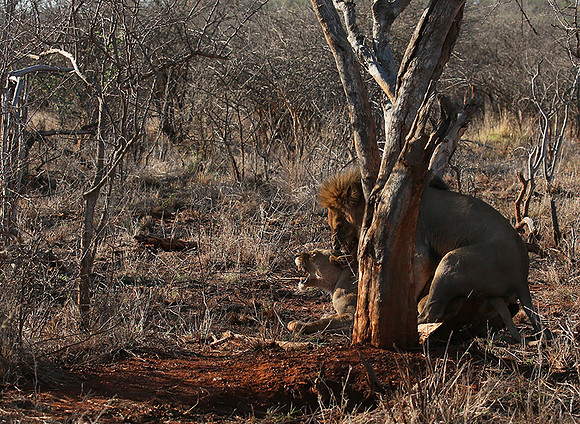 At Madikwe
