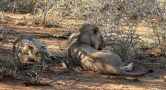 At Madikwe