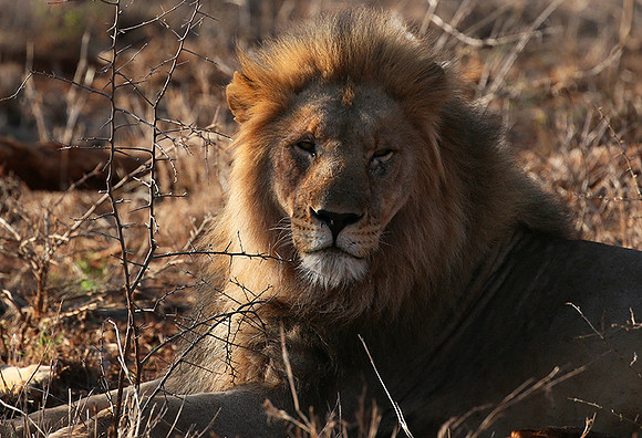 At Madikwe