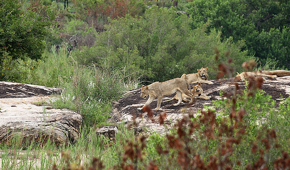 River pride at Mala Mala