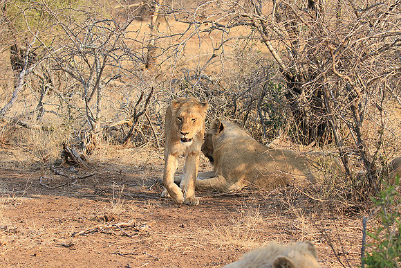 At Kruger NP