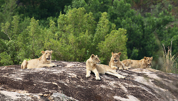 River pride at Mala Mala