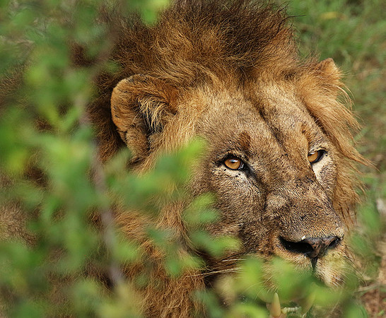 Lion Sands