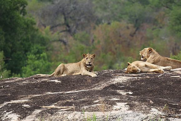 River pride at Mala Mala