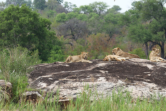 River pride at Mala Mala