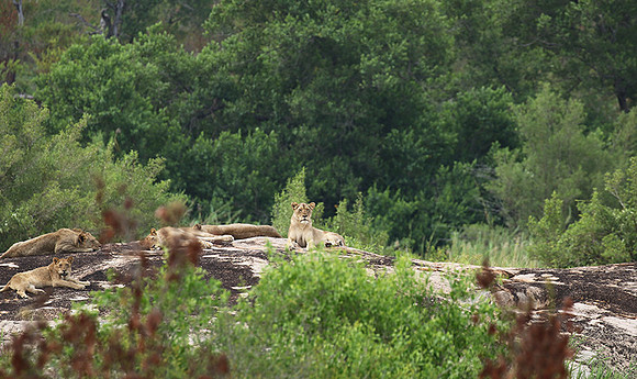 River pride at Mala Mala