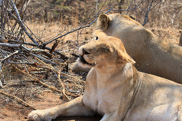 At Kruger NP