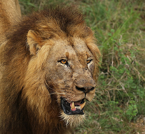 Lion Sands