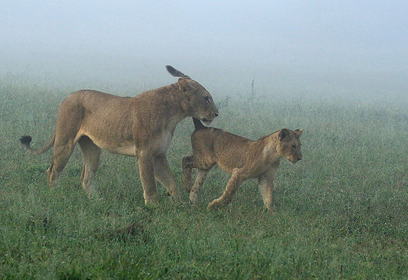 In the mist - At Londolozi