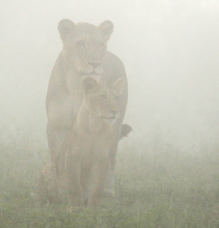 In the mist - At Londolozi