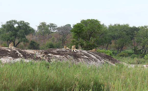 River pride at Mala Mala