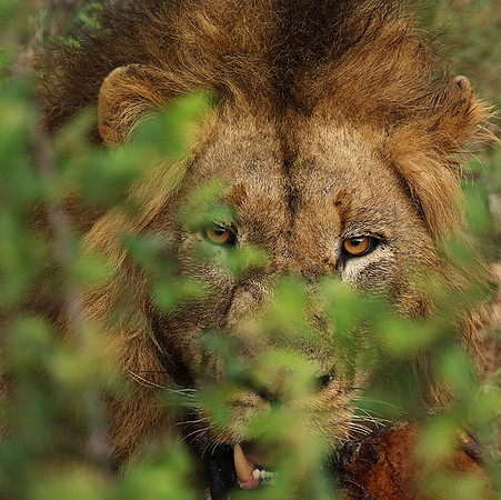 Lion Sands