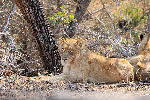 At Kruger NP
