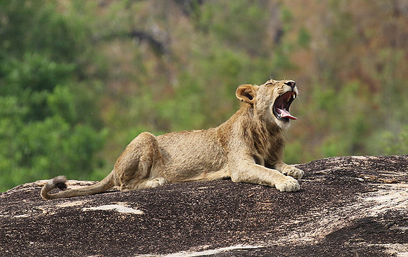 River pride at Mala Mala
