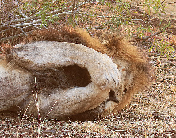At Kruger NP