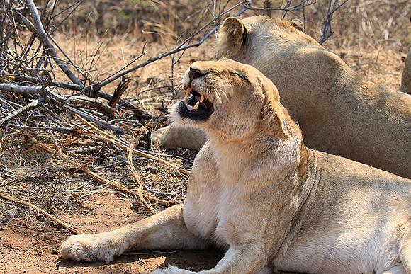 At Kruger NP