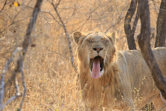 At Kruger NP