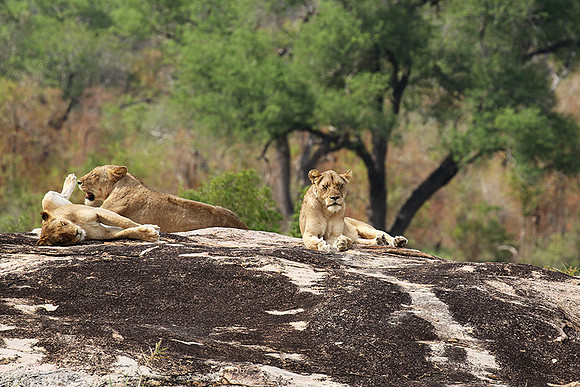 River pride at Mala Mala