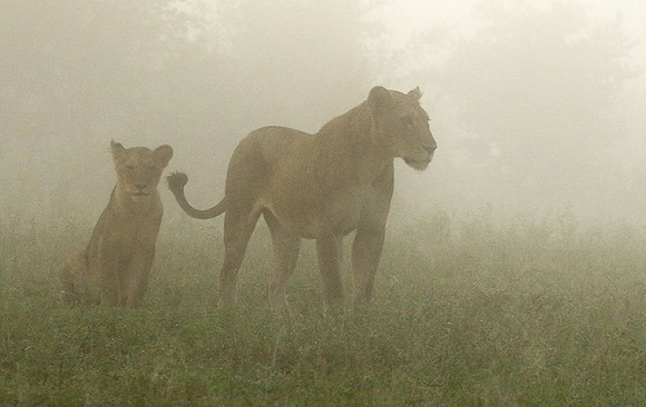 In the mist - At Londolozi