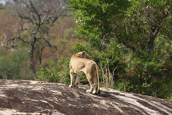 River pride at Mala Mala