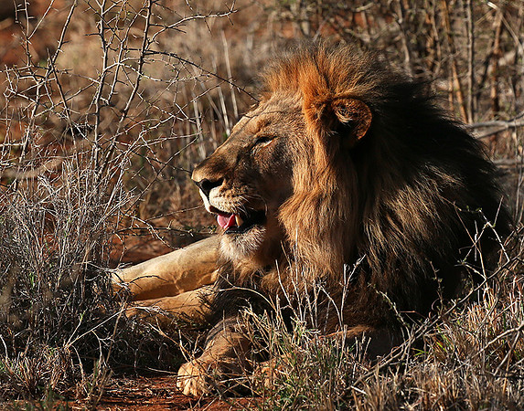 At Madikwe