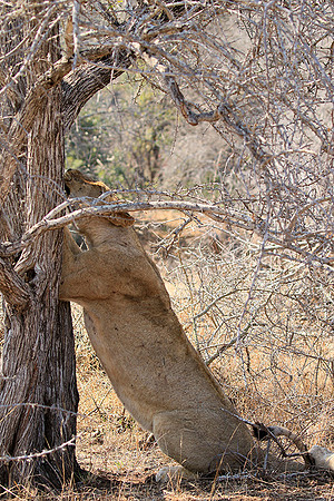 At Kruger NP
