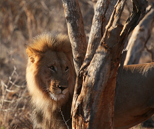 At Madikwe