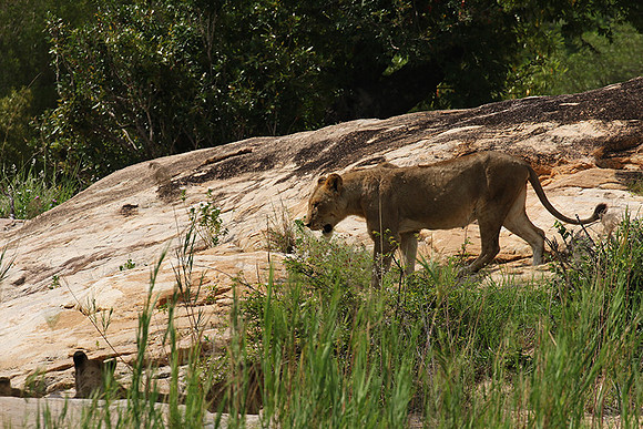 River pride at Mala Mala