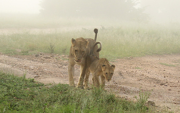 In the mist - At Londolozi