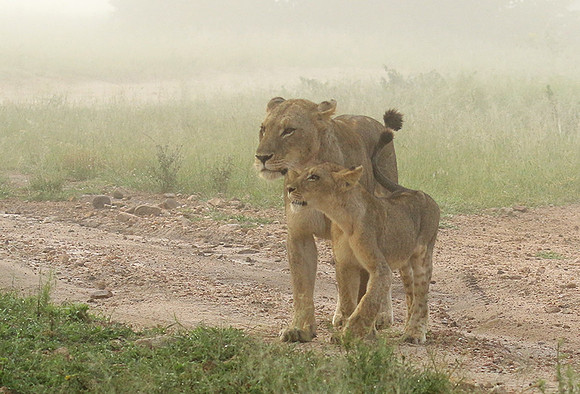 In the mist - At Londolozi