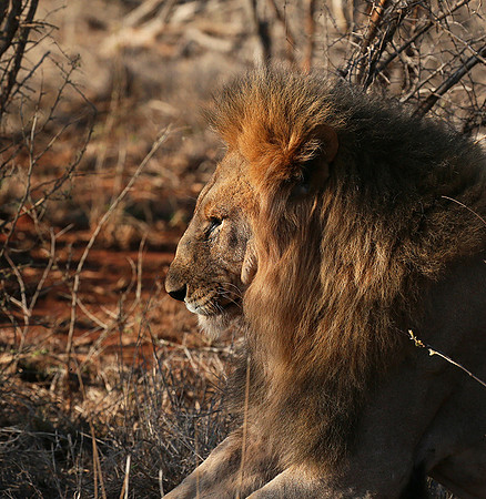 At Madikwe