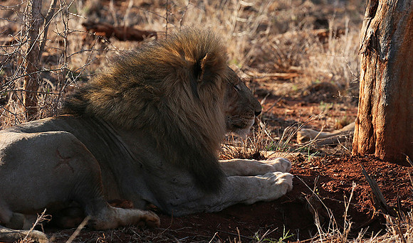 At Madikwe