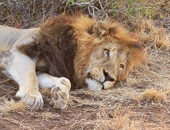 At Kruger NP